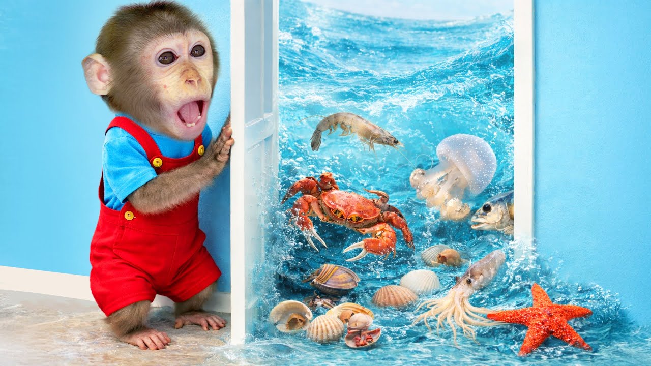 Mono KoKo se sorprende al ver muchos mariscos flotando dentro de su dormitorio! | MONO KOKO ESP