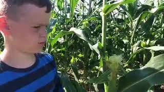 Why is there a kernel missing in my sweet corn