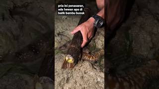 there is something behind the rotten bamboo#fish #fishing #animals #shorts #viral