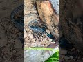 SCORPION 🦂 #crab #fish #scorpion #millipede #monkey #shorts #frog #dogs #insects #nature