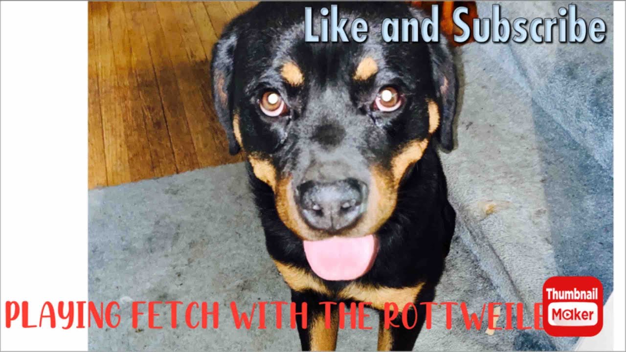 Autistic Rottweilers ROTTWEILERS PLAYING FETCH 🐶 ROTTWEILERS FOR AUTISM #rottweiler# ...