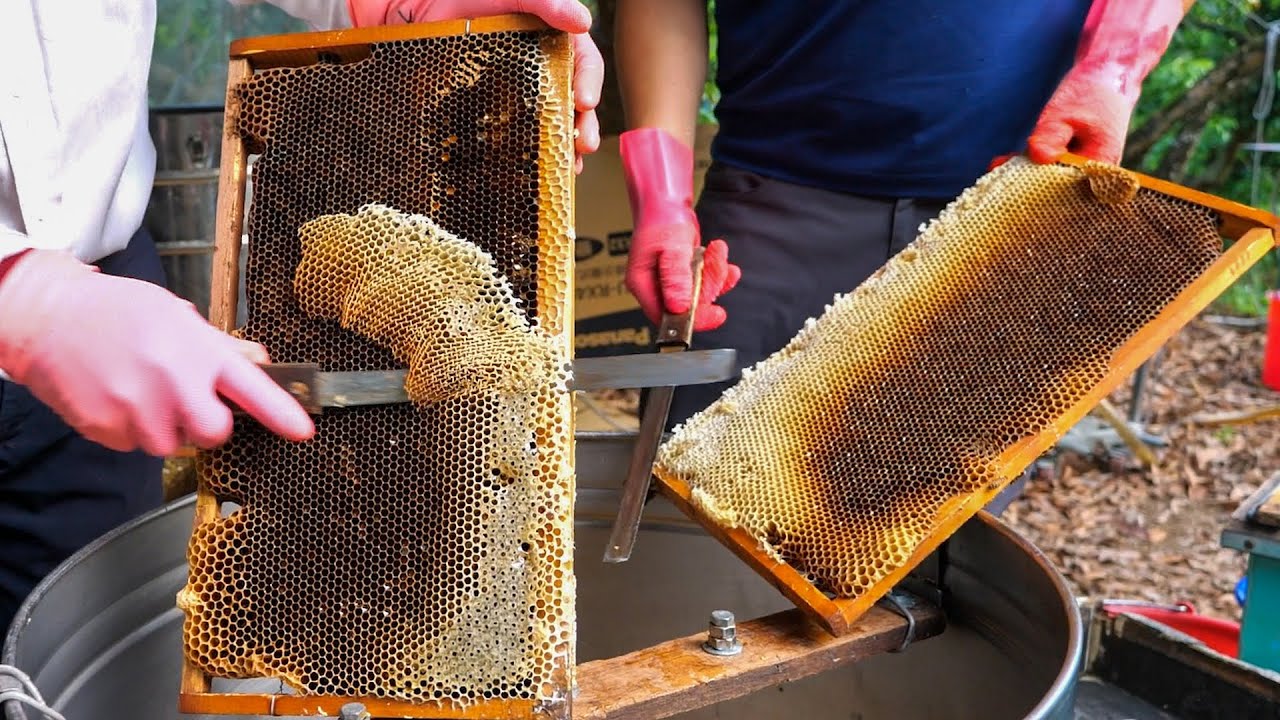 How to Harvest Honey / 台灣蜂蜜採收 - Taiwan Bee Master