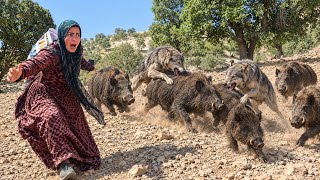 🐗 Battle Between Wolves and Wild Boars; Mahrokh’s Heart-Pounding Mountain Adventure!