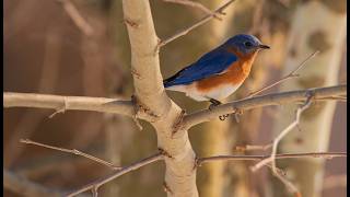 Finally found my Bluebirds.