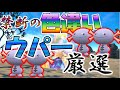 禁断の色違いウパー厳選【ポケモンSV】