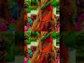Mogoi Hotline #viral #music #pngmusic #pngsong