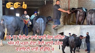 25 November 2025 ਫੋਨ 97797-14340 👈 16-17 ਝੋਟੀਆ ਵਿਕਾਊ ਰਾਣੇ ਅੱਠਵਾਲ ਵਾਲੇਆ ਕੋਲ ਬਾਹਲੀਆ ਜਬਰਦਸਤ 