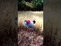 HARVESTING OF RICE | EXPERIENTIAL LEARNING | KISHOR BARAF| EMRS PIMPRI