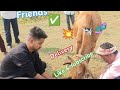 Delivery for cow delivery for animal delivery for local animal delivery for local cow delivery cow