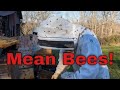 Meanest bees i have had in years