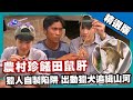 【蘇門答臘】農村大補帖&quot;鼠肝&quot; 山河獵人自製神器緝拿大田鼠（雜草間發現毒蛇／火烤田鼠）｜《世界第一等》863集精華版