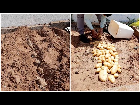 فيديو: البطاطس: تقنية تحضير الزراعة لمدة 3 أسابيع