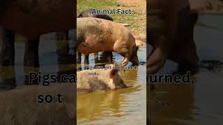 Animal Fact: Sunburned Pigs