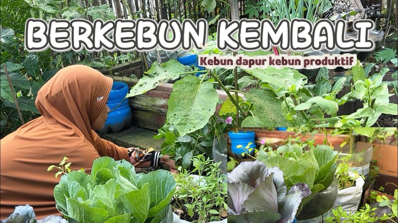 BERKEBUN KEMBALI / kebun dapur kebun produktif #kebundapur 
