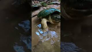 HUGE SNAPPING TURTLE