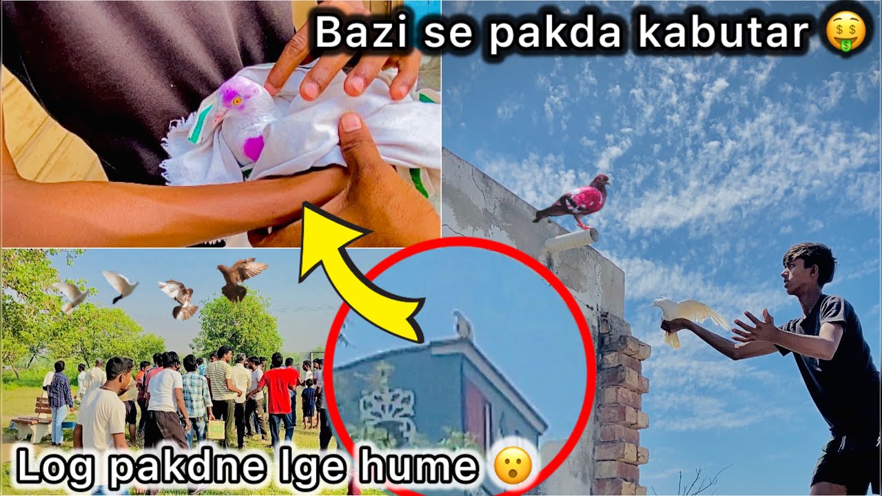 Golu pakd kar Laya Bazi se Kabutar 🤑 || Pigeon tounament main Chidimaari 😮