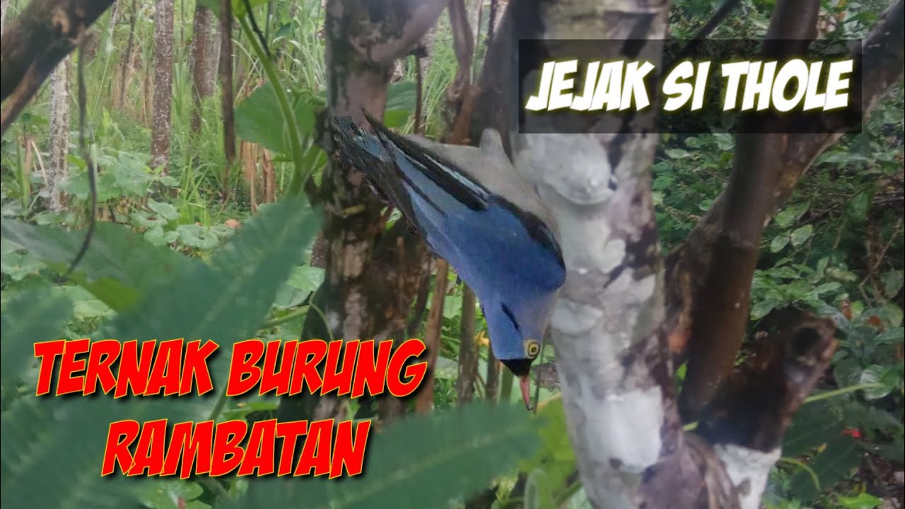 Belajar Ternak Burung Rambatan Paruh Merah Si Biru Yang Mulai Langkah