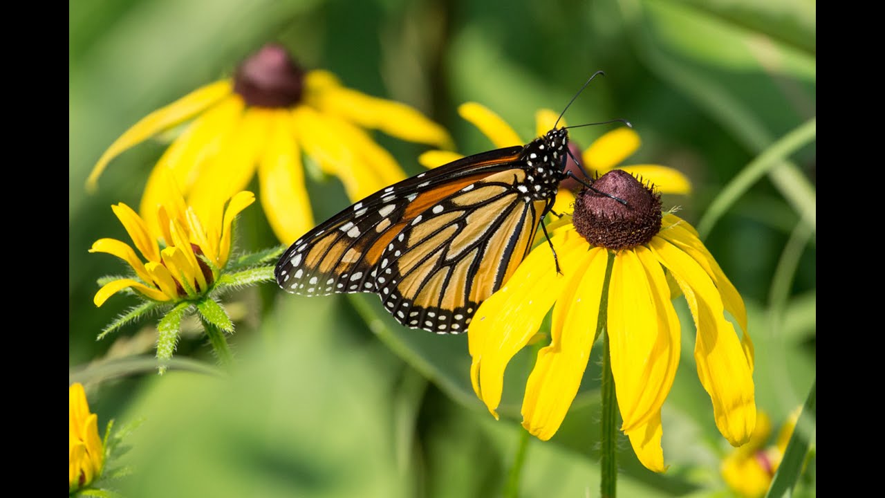 Monarch Nation – Supporting Species at Risk