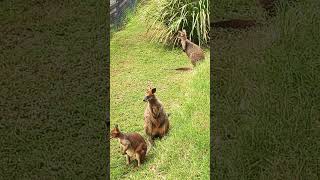 #Lovely Wallaby#Ipswich Nature Centre#