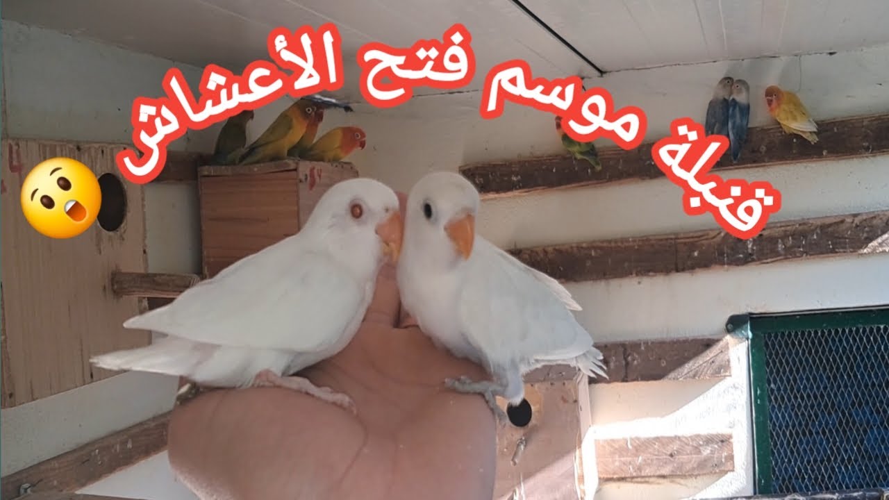 فتح أعشاش الفيشر 😍 والمفاجأة طفرة جديدة🥰