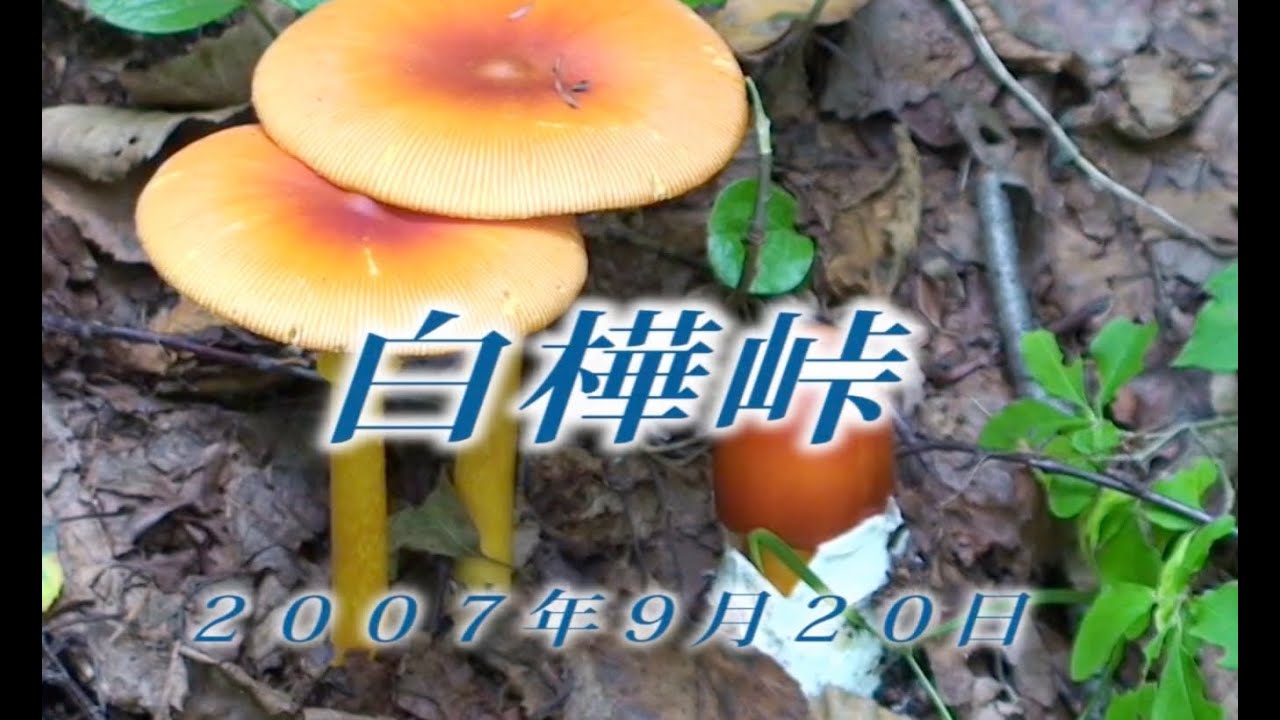 183 北アルプス乗鞍高原9月 2007年9月20日白樺峠 - 生物多様性体験保全センター 高山植物を主とした野生植物の映像集