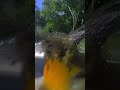 Little oriole takes a bath #birds #birdsounds #birdwatching