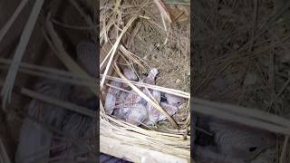 Famous Albino black eye java checks 😘 #viral #love #birds #animals #java Net Worth