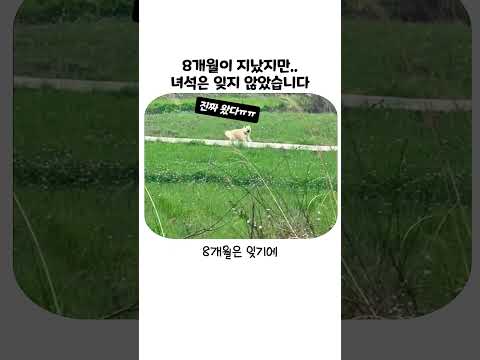 8개월 만에 돌아온 주인을 1초 만에 알아본 이유 thumbnail