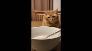 My cute cat has hangry eyes. @mrmilosadventures by Mr. Milo's Adventures 115 views 2 months ago 47 seconds