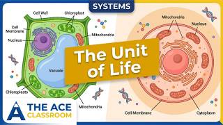 Systems - The Unit of Life - PSLE Guide