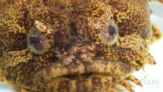 An oyster toadfish (Opsanus tau) at the Loveland Living Planet Aquarium in Draper, Utah. Opsanus Tau