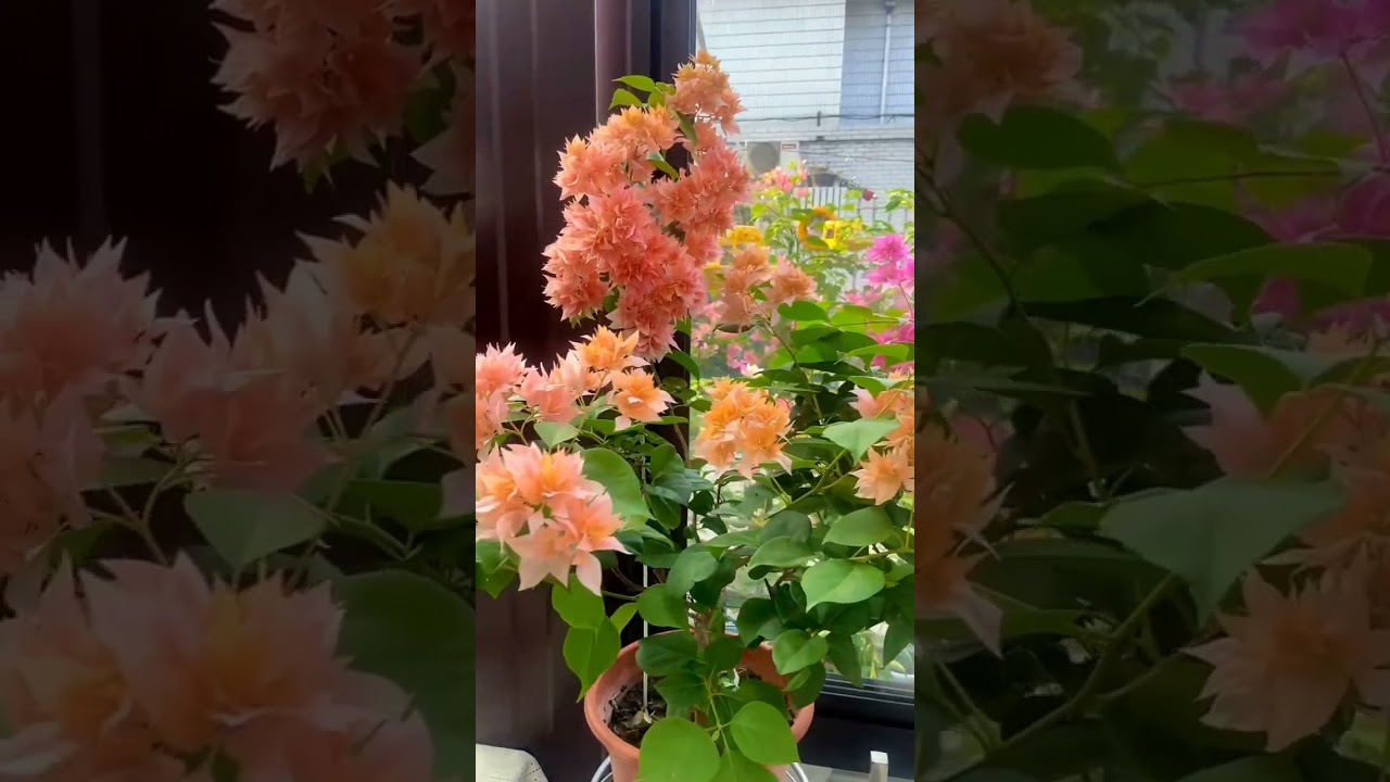 Home Entrance Decor Ideas For Beginners🌸🌴