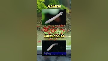 Cùng mình diệt sán trong hồ tép nào  #cácảnh  #thuysinh #tepmau  #cuongbui