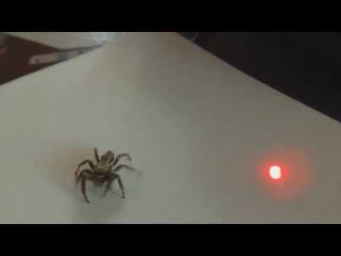 jumping spider likes lasers youtube