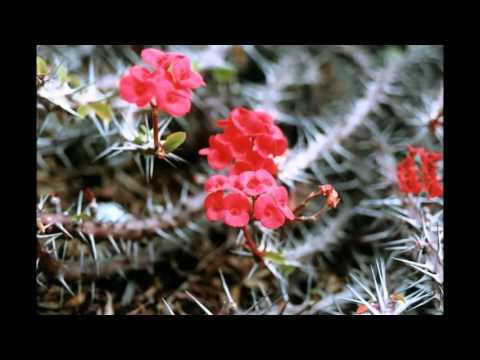 Anna Oxa + Chayanne - Caminando Caminando (Spanish version)