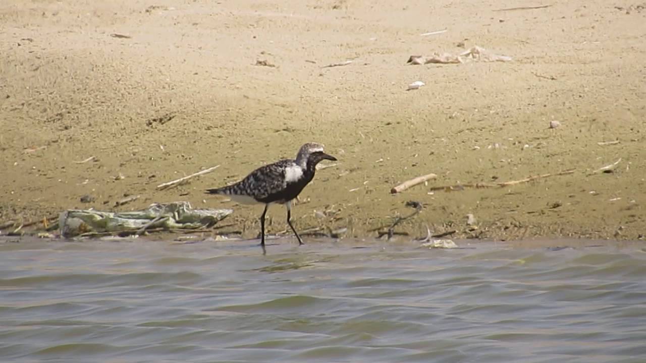  Grey Plover YouTube