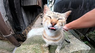 背中を撫でると自分で舐めた気になってペロペロする野良猫が可愛過ぎる