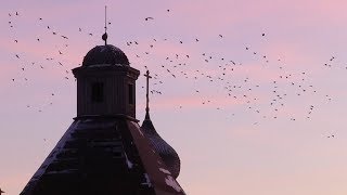 Solovki - Retour sur les îles saintes