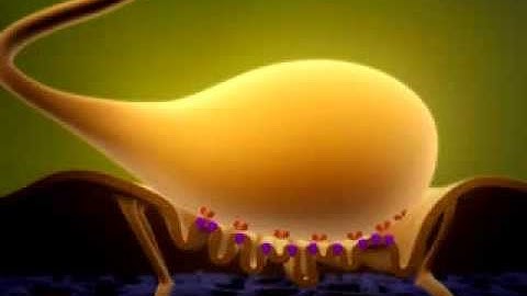 Neuromuscular Junction (Anatomical Structure)