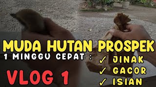How to Make YOUNG FOREST Cendet Quickly TAME, SMOOTH, GACOR, MATERIAL