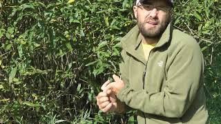 2/3 Using Native Willows for Healthy Stream Management