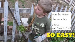 Harvesting and Processing Horseradish Root