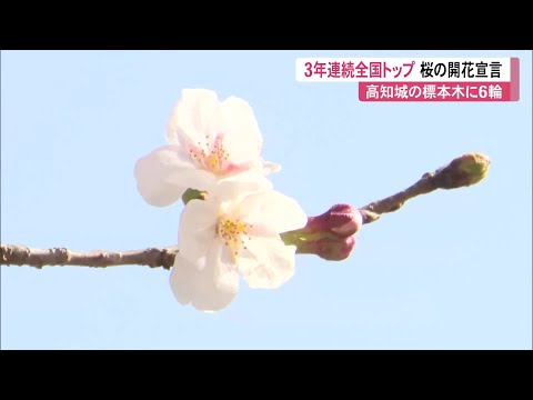 Breaking News] Cherry blossoms declared in bloom in Kochi and Gifu