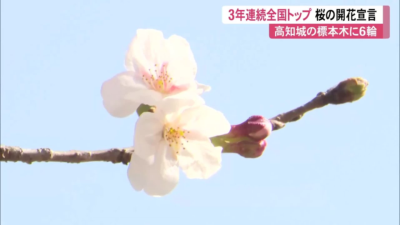 Breaking News] Cherry blossoms declared in bloom in Kochi and Gifu