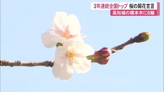Breaking News] Cherry blossoms declared in bloom in Kochi and Gifu