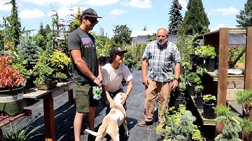 Planting Dwarf Conifers in Grow Bags - Caring for Dwarf Conifers on our Property