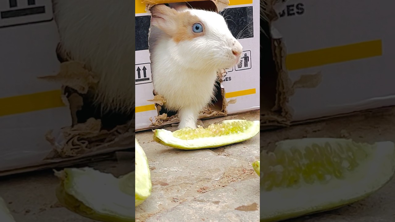 Amazing Rabbit Training 