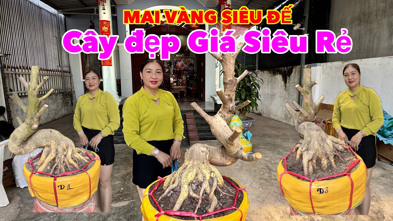 13-2-2025. Mai Vàng Dáng Thú Đế Củ Sứ Siêu Đẹp-👉☎️:0919944244 Giang.