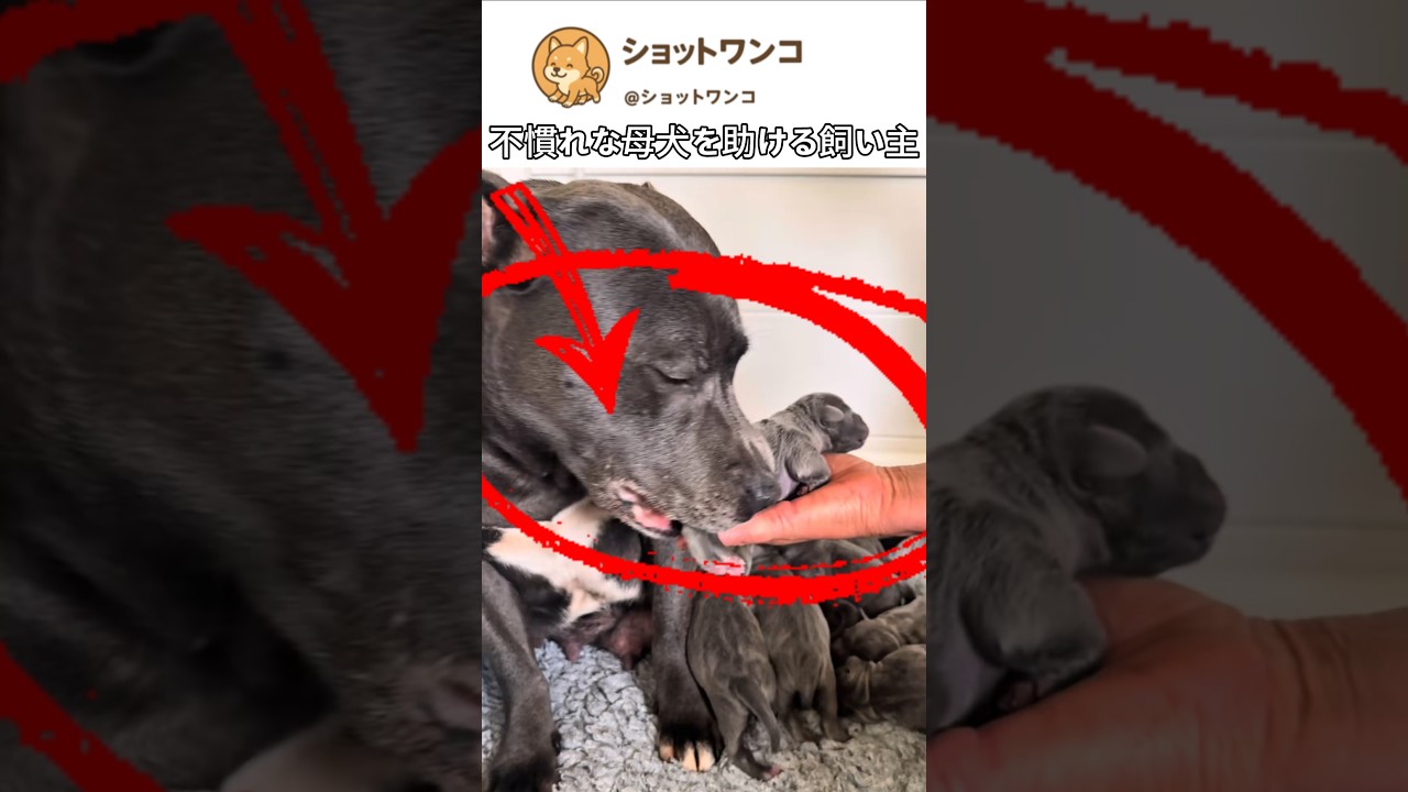 不慣れな母犬を助ける飼い主