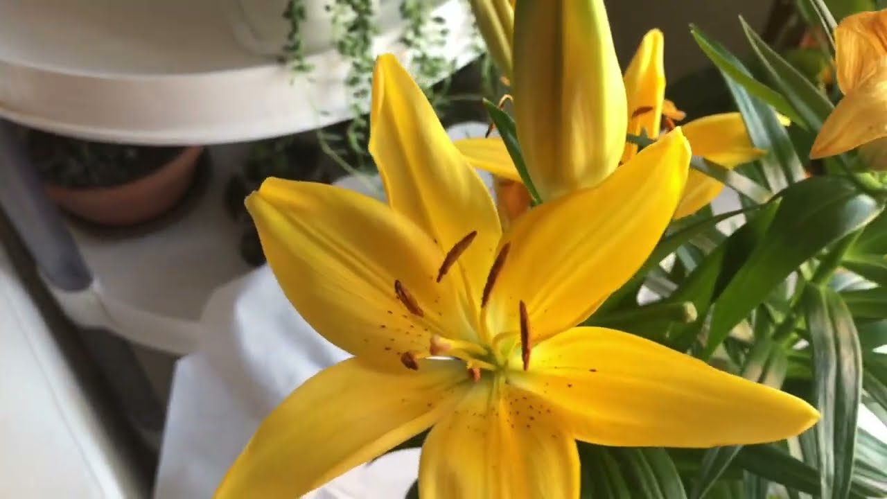 Hediye lilyum nasıl bakılır saksıda lilyum bakımı